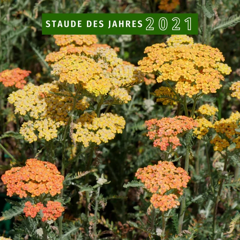 Gewöhnliche Schafgarbe