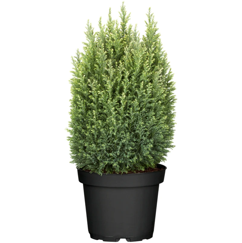 Gartenzypresse 'Snow White'