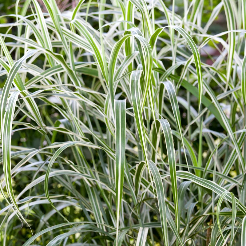 Chinaschilf 'Cosmopolitan'