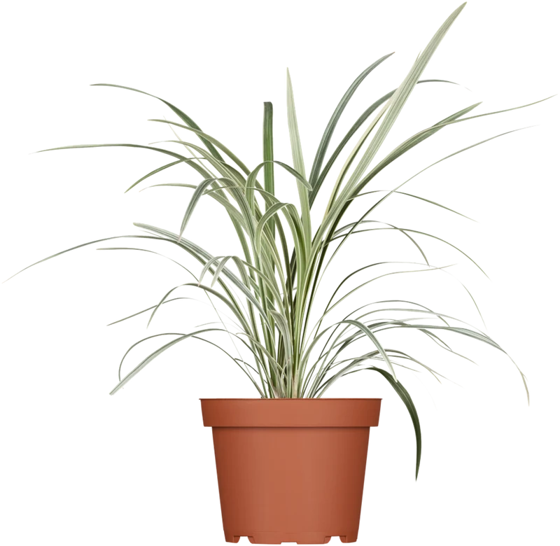 Chinaschilf 'Cosmopolitan'