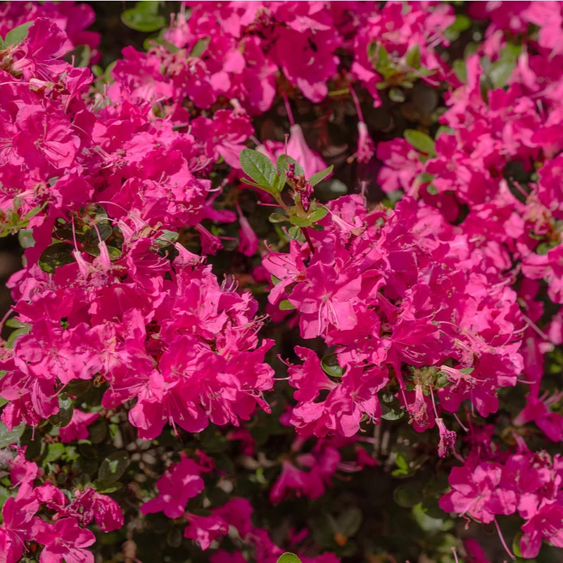 Japanische Azalee 'Anouk'