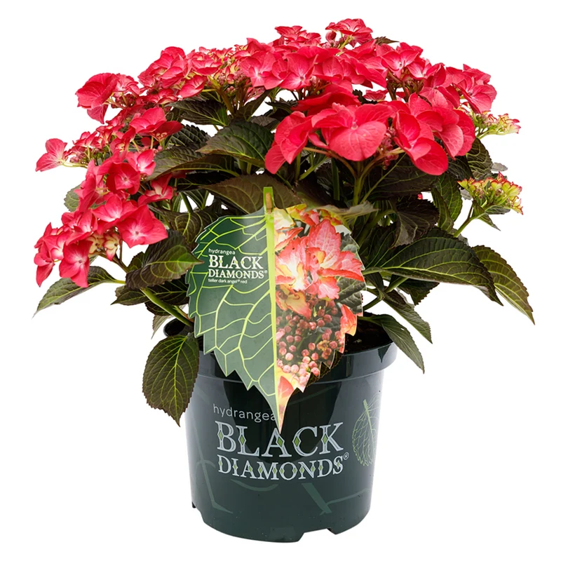 Tellerhortensie 'Dark Angel'