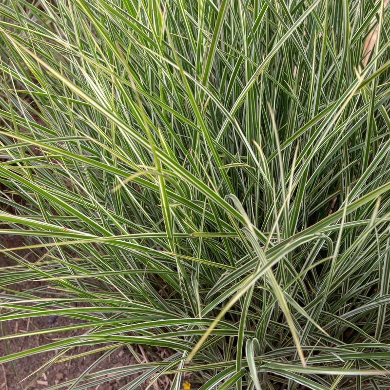 Chinaschilf 'Variegatus'