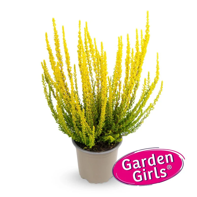 Besenheide 'Sunset Zelda Gardengirls®'