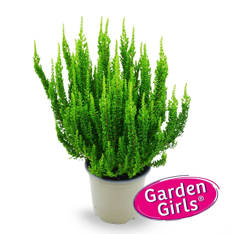 Besenheide 'Sunset Ziva Gardengirls®'