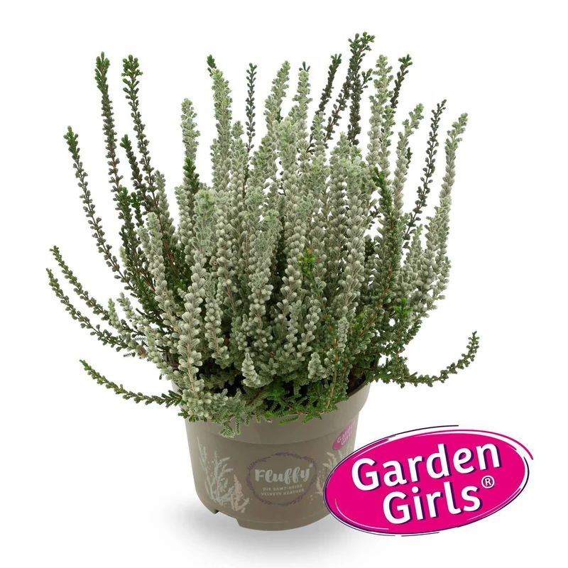 Besenheide 'Sunset Fluffy Gardengirls®'