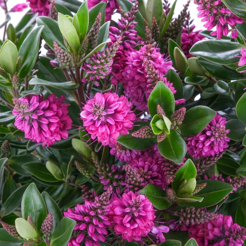 Strauchveronika 'All Blooms®'