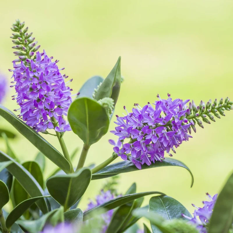 Strauchveronika 'All Blooms®'