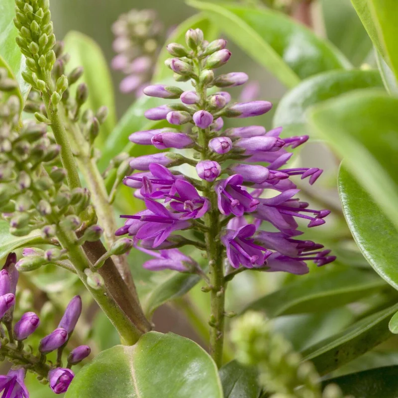Strauchveronika 'All Blooms®'