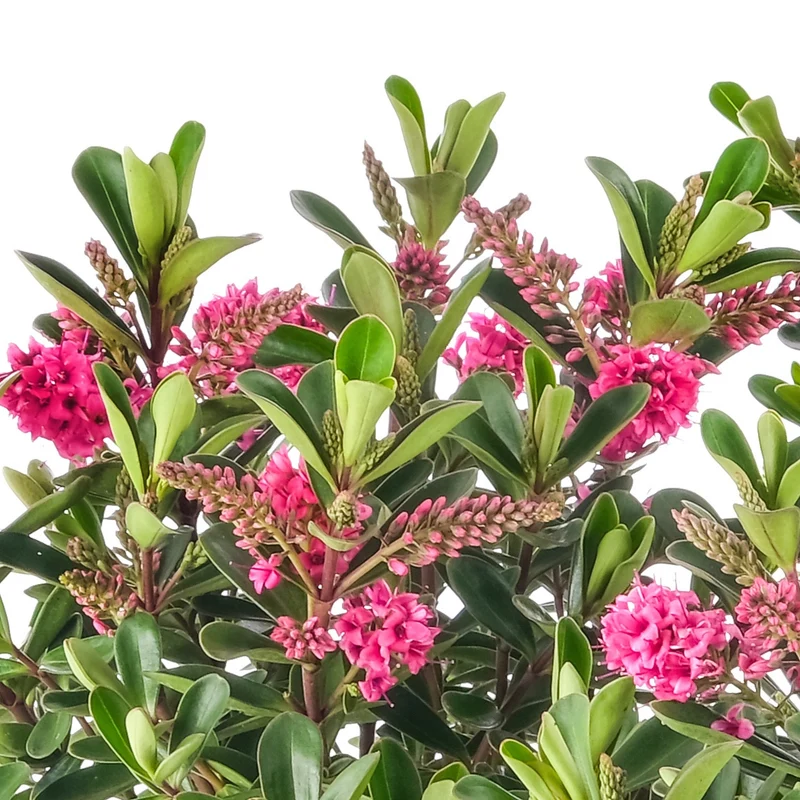 Strauchveronika 'All Blooms®'