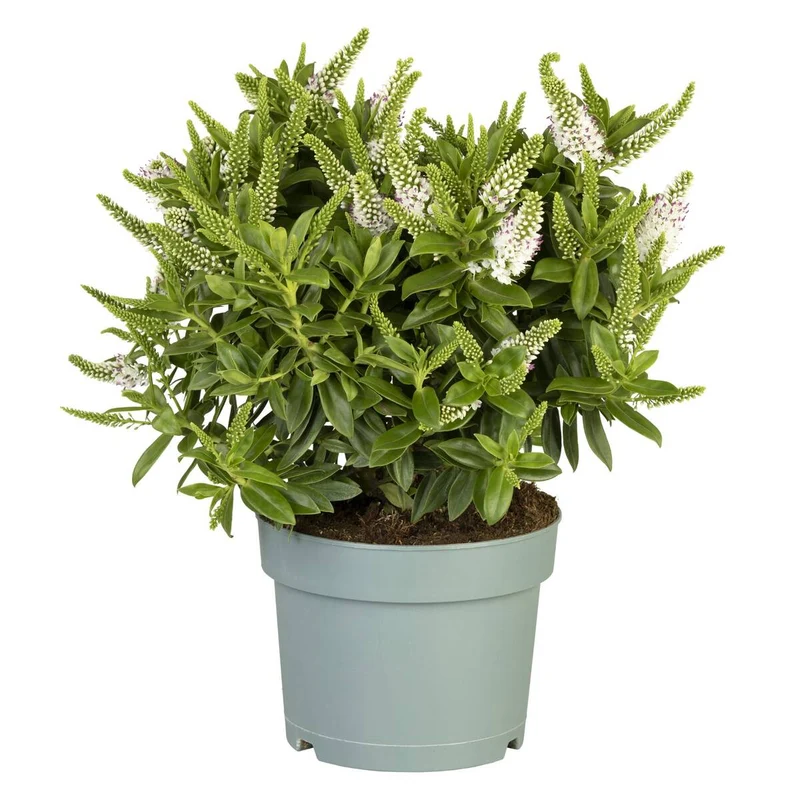 Strauchveronika 'All Blooms®'