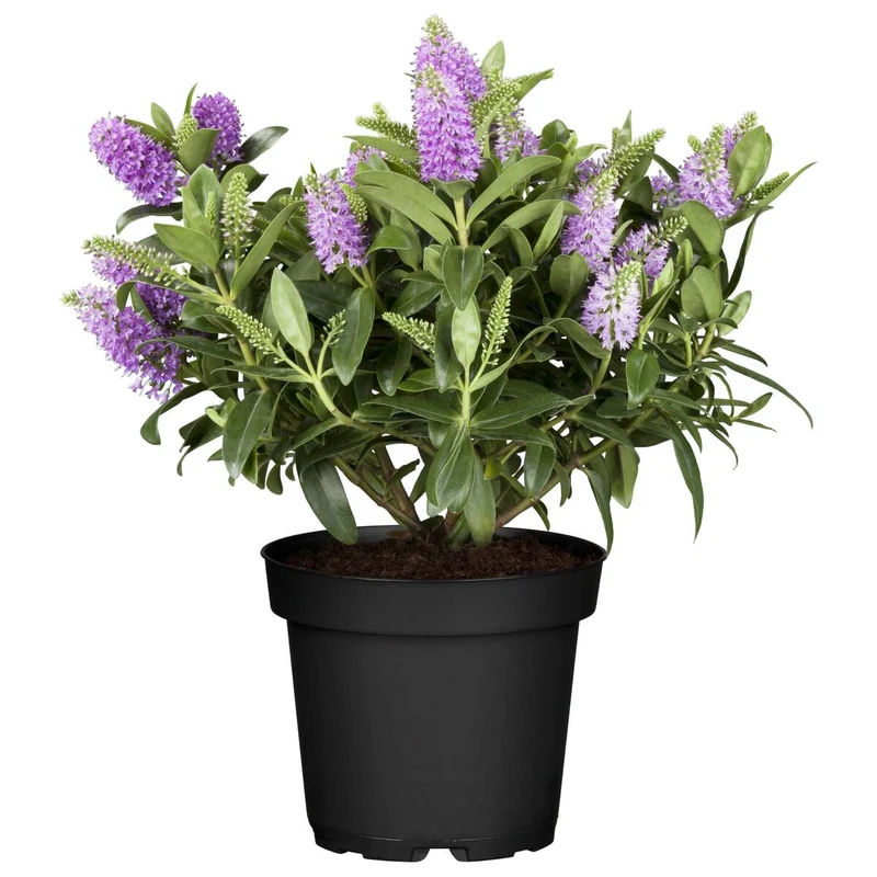 Strauchveronika 'All Blooms®'