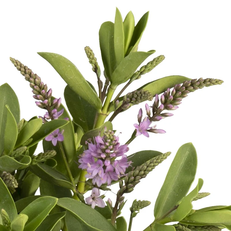 Strauchveronika 'All Blooms®'