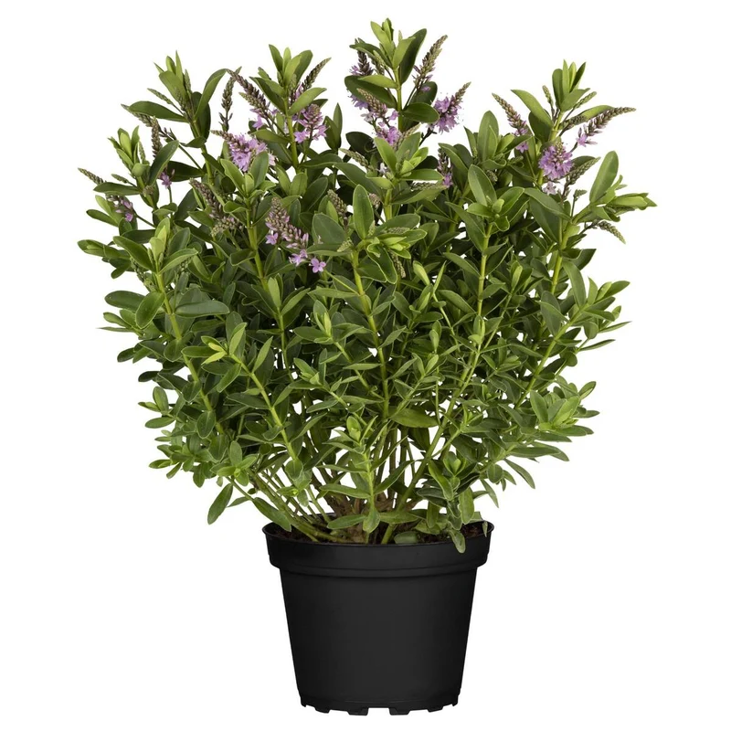 Strauchveronika 'All Blooms®'