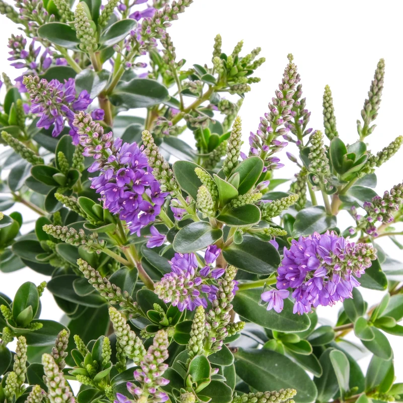 Strauchveronika 'All Blooms®'