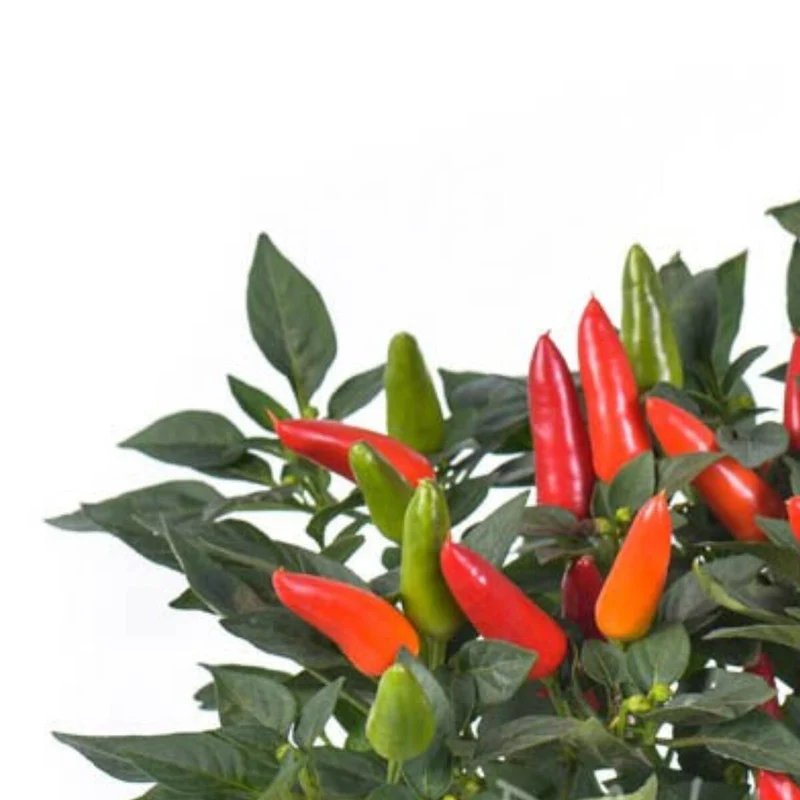 Zierpaprika