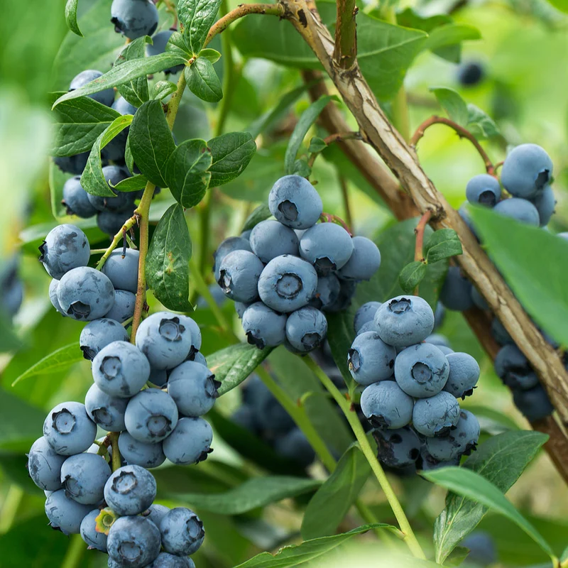Bio Heidelbeere 'Reka®'