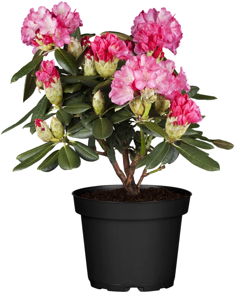 Rhododendron 'Fantastica'