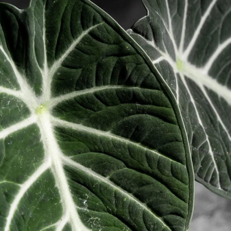 Elefantenohr 'Black Velvet'