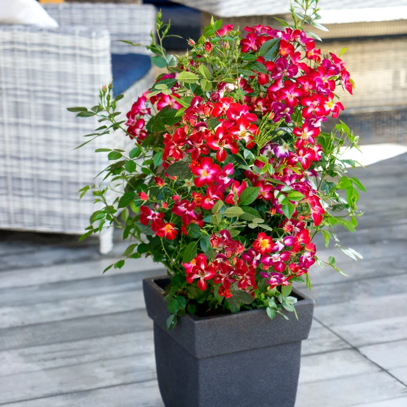 Strauchrose Rosy Boom® 'Colour Change'