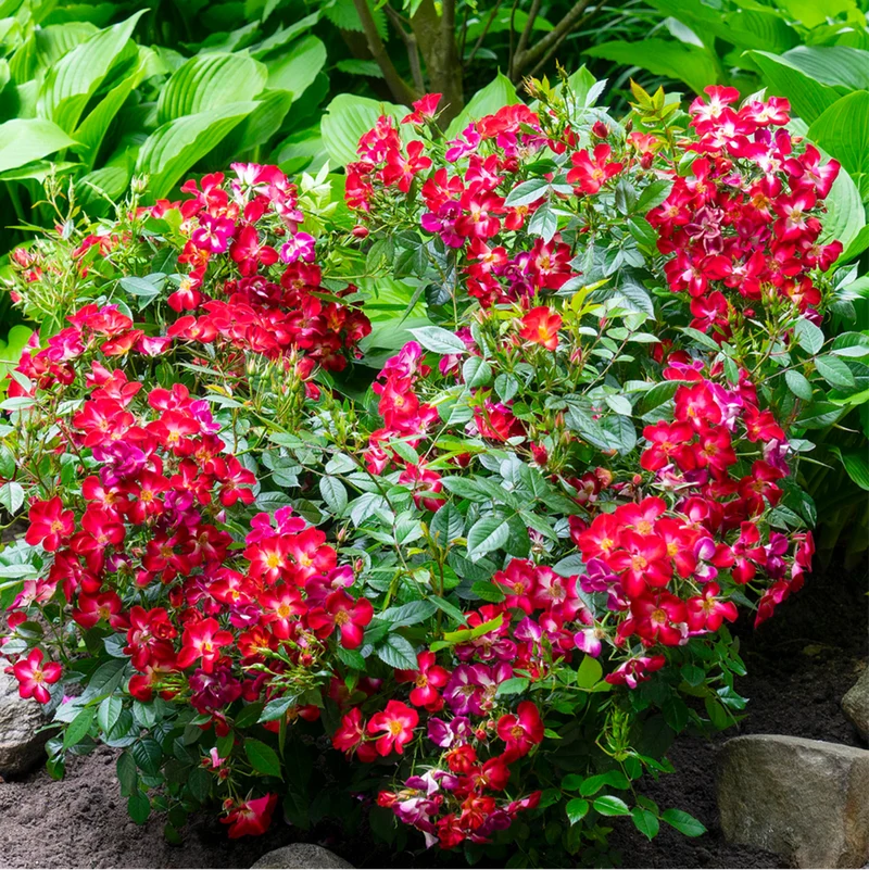 Strauchrose Rosy Boom® 'Colour Change'