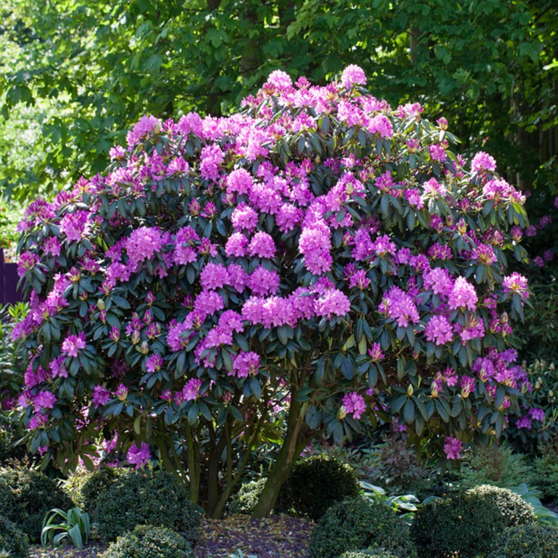 Rhododendron 'Roseum Elegans'