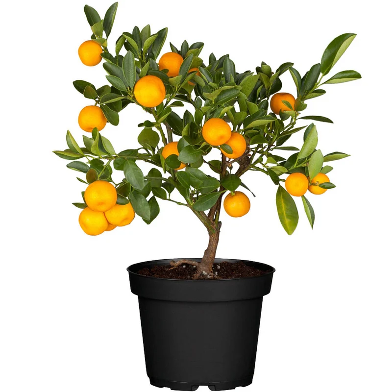 Calamondin-Orange, Busch