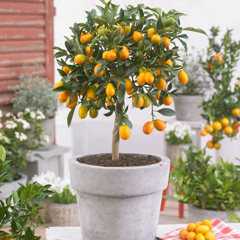 Kumquat, Stamm