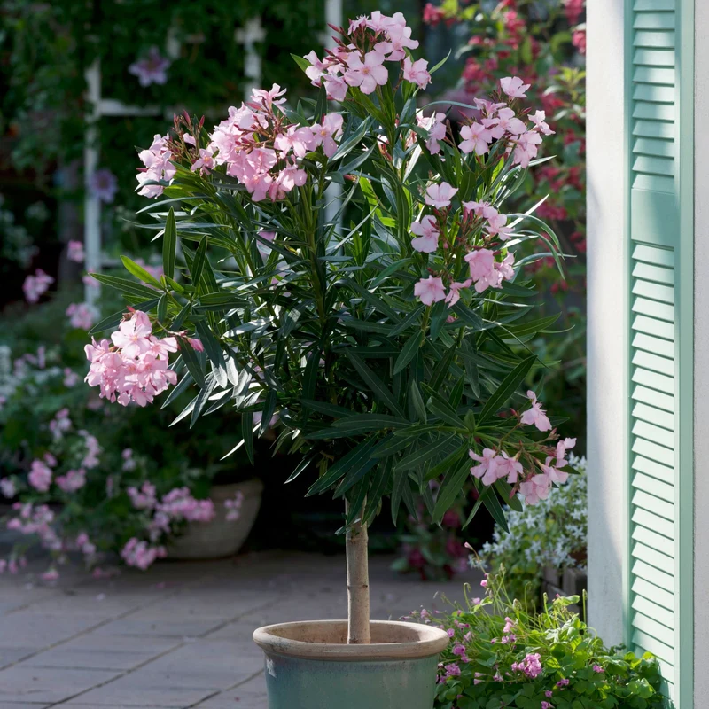 Oleander Stamm