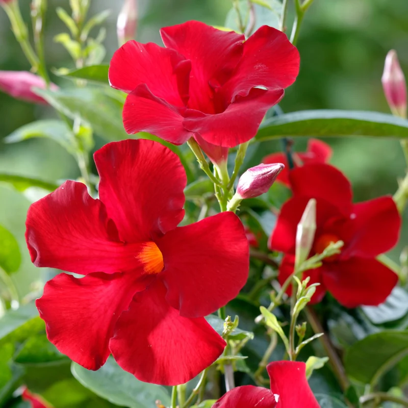 Dipladenia 'Sundaville®' Busch