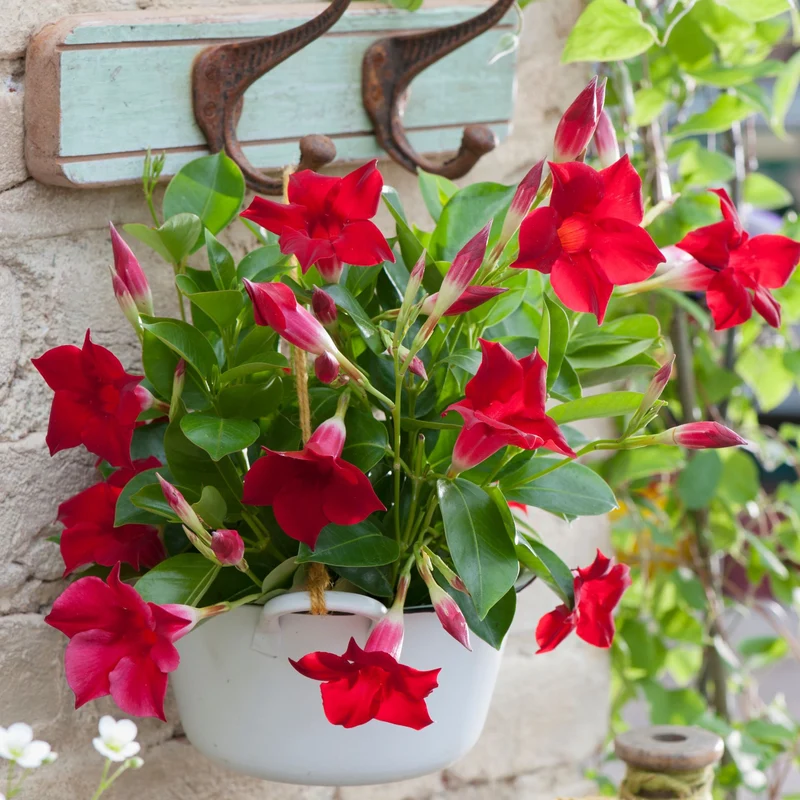 Dipladenia 'Sundaville®' Busch