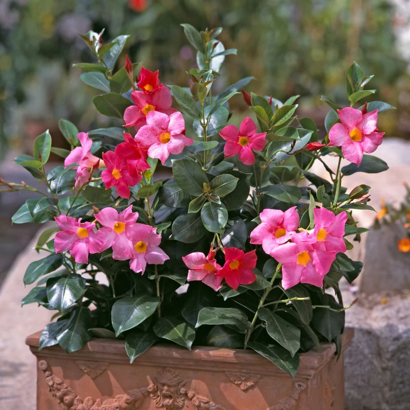 Dipladenia 'Sundaville®' Busch