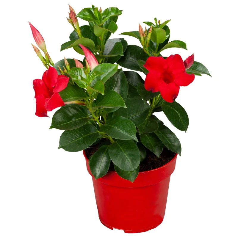 Dipladenia 'Sundaville®' Busch