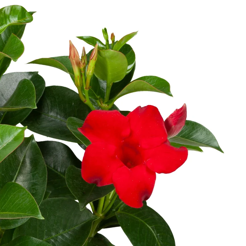 Dipladenia 'Sundaville®' Busch