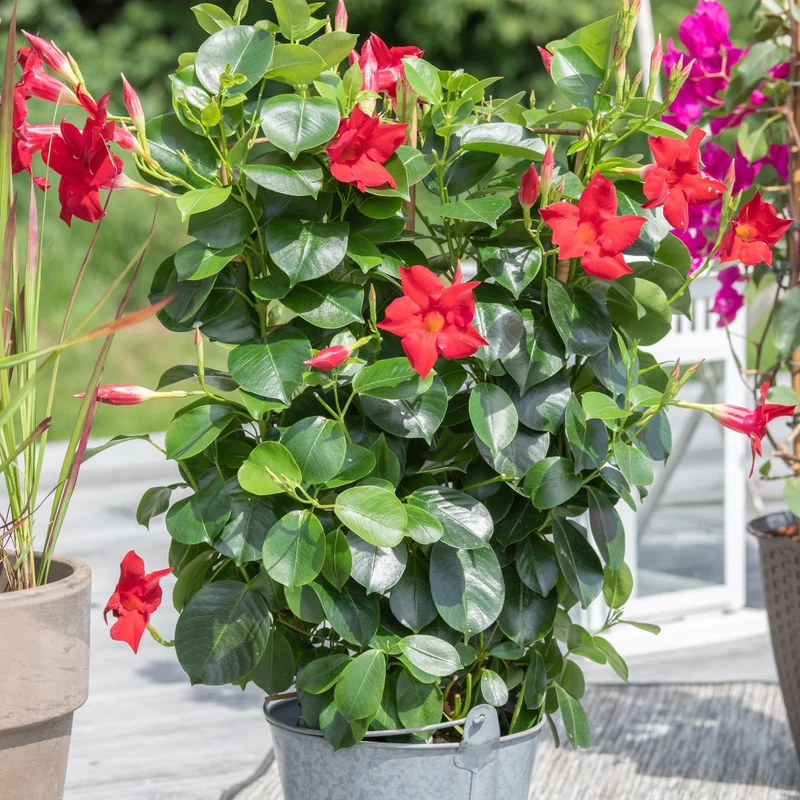 Dipladenia 'Sundaville®' Pyramide