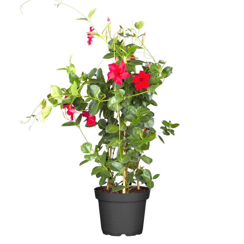 Dipladenia 'Sundaville®' Pyramide
