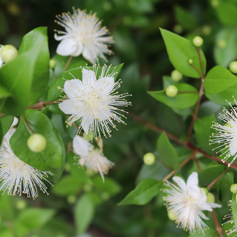 Braut-Myrte 'Microphylla', Stamm