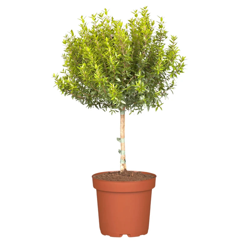 Braut-Myrte 'Microphylla', Stamm