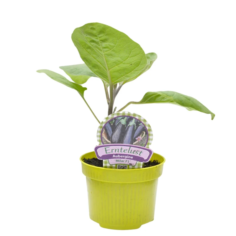 Aubergine 'Milar'