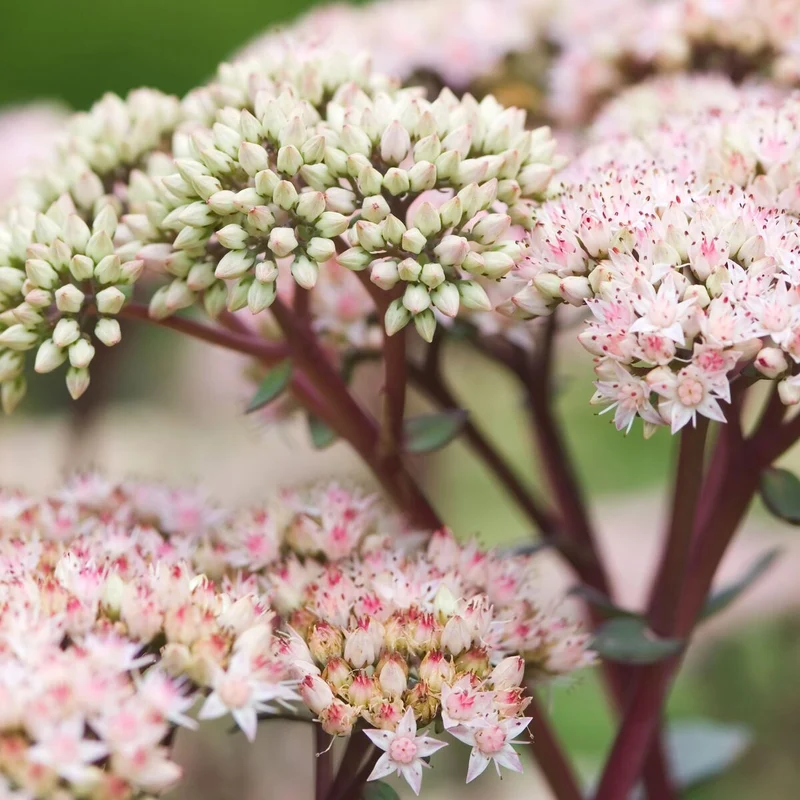 Fetthenne 'Matrona'