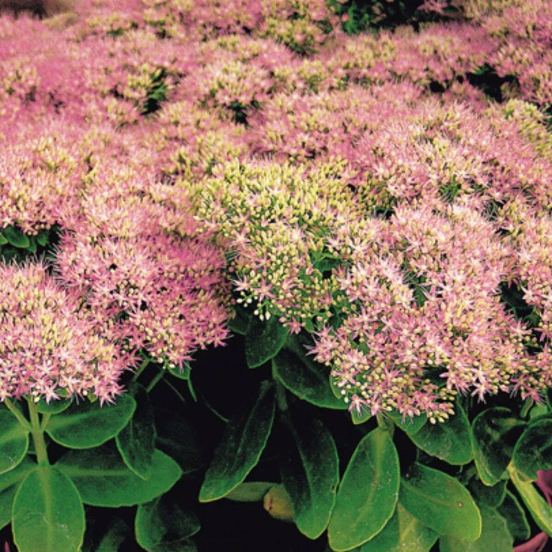 Fetthenne 'Rosenteller'