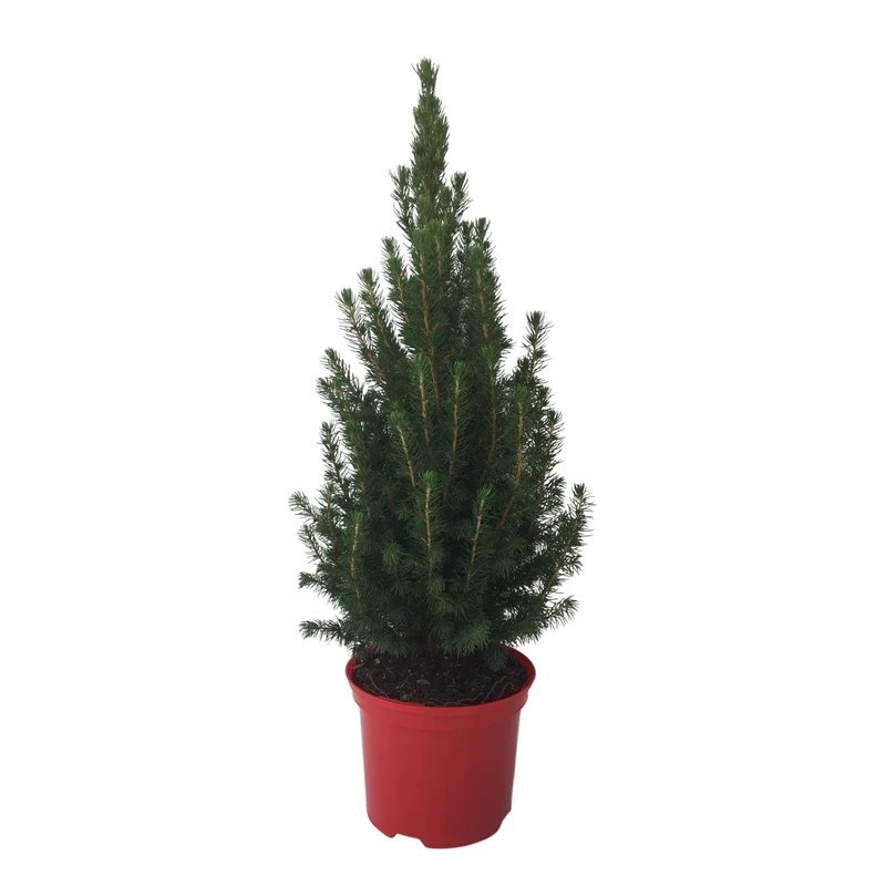 Zuckerhutfichte ‘Conica‘, 60 - 70 cm