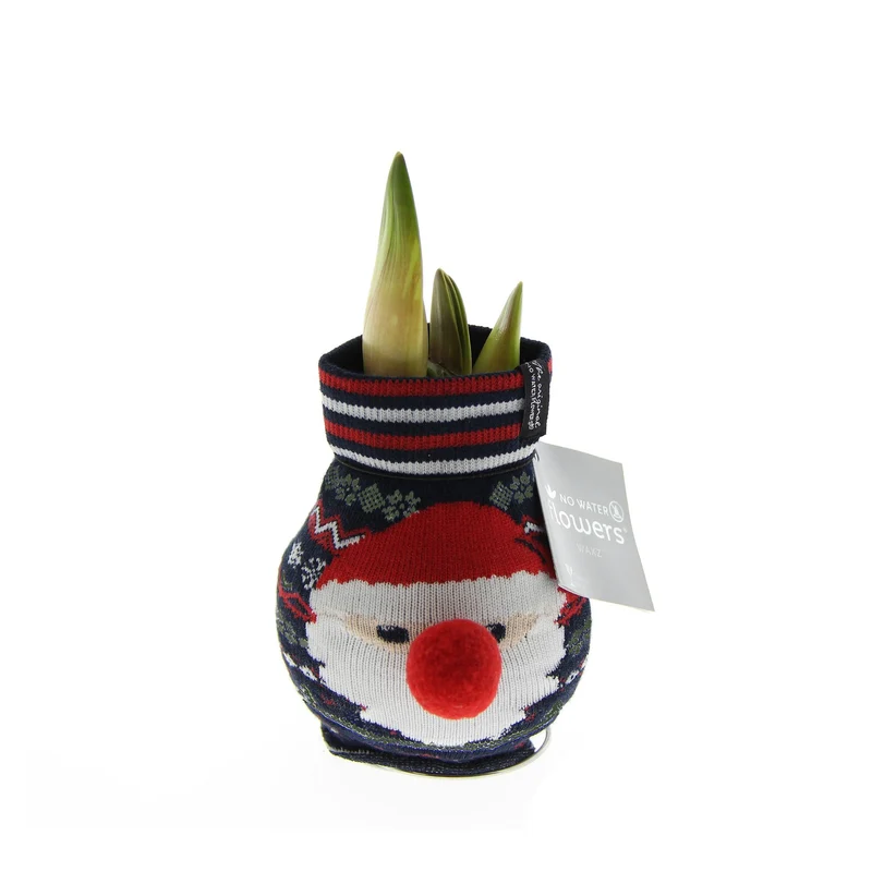 Amaryllis "Fashion Xmas Weihnachtsmann"