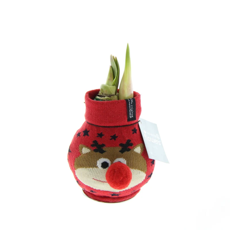Amaryllis"Fashion Xmas Rentier"