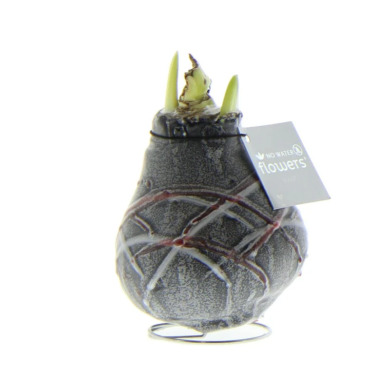 Amaryllis Waxz® 'Art v. Gogh'