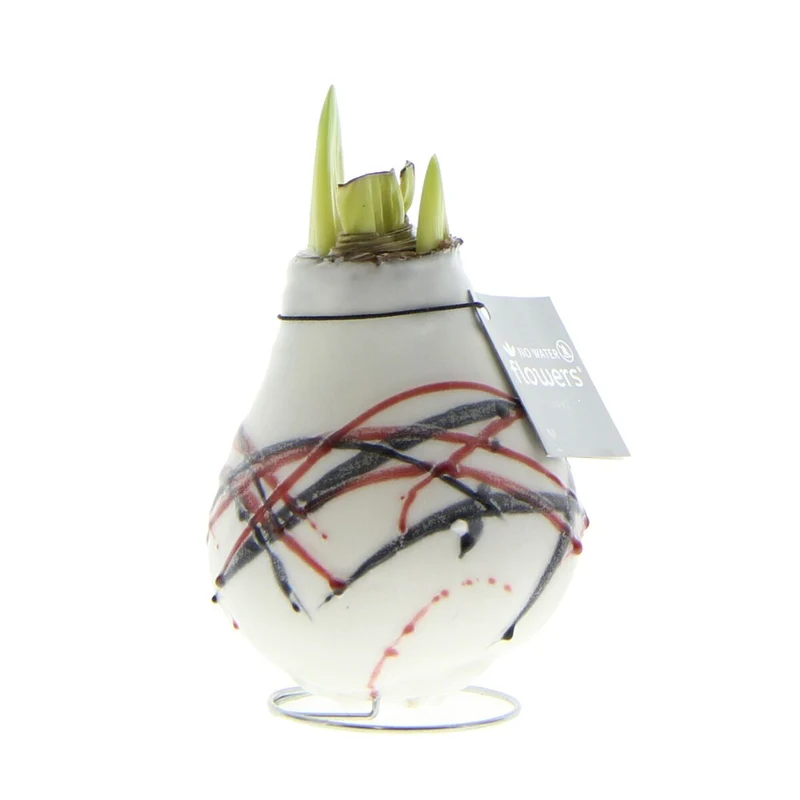 Amaryllis Waxz® 'Art v. Gogh'
