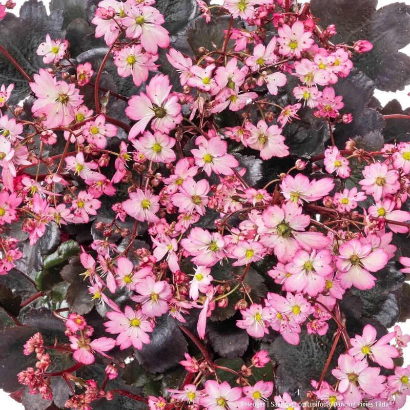 Steinbrech 'Dancing Pixies® Tilda'