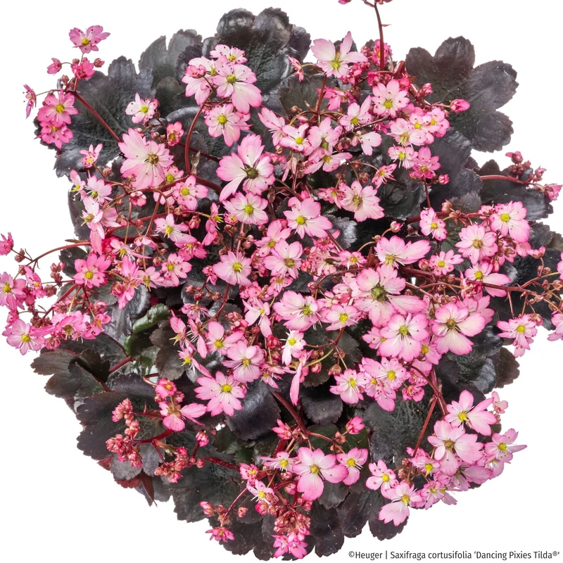 Steinbrech 'Dancing Pixies® Tilda'