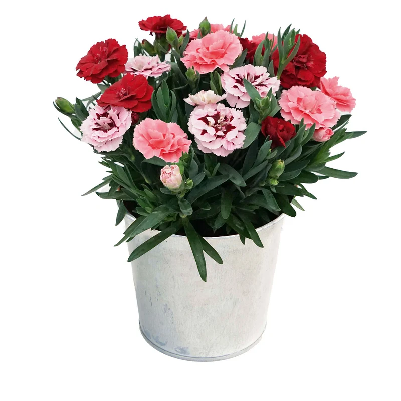 Gartennelke 'Oscar® Trio'