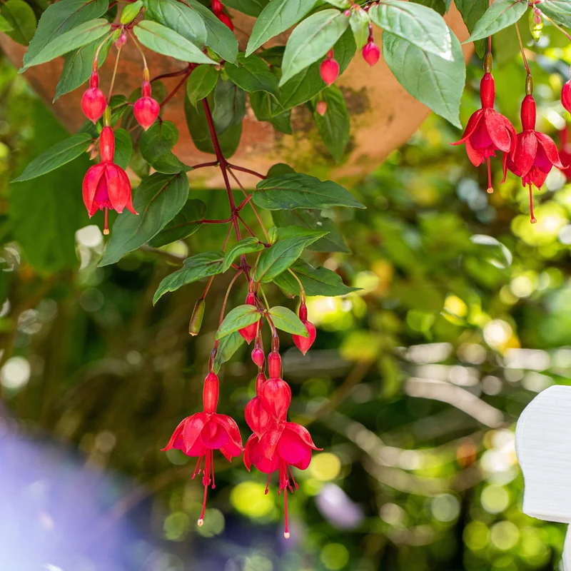 Hängende Fuchsie